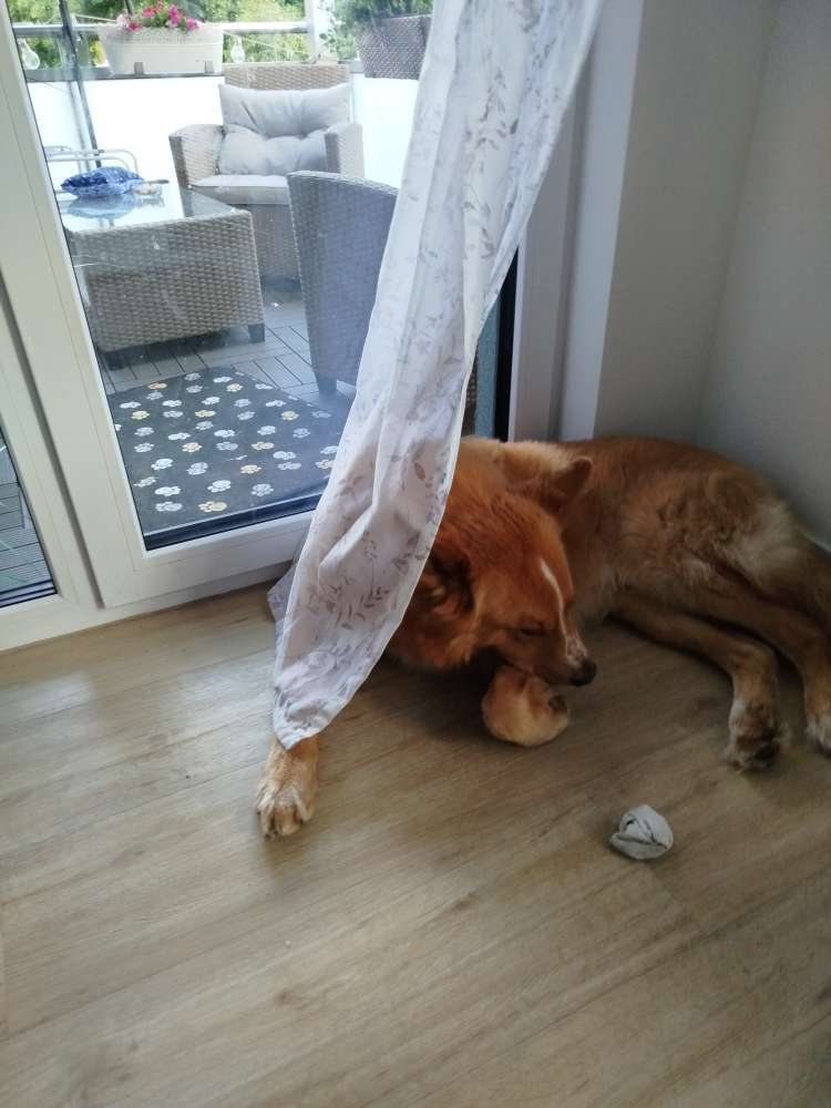 Hundetreffen-Spielen und Erziehung-Profilbild