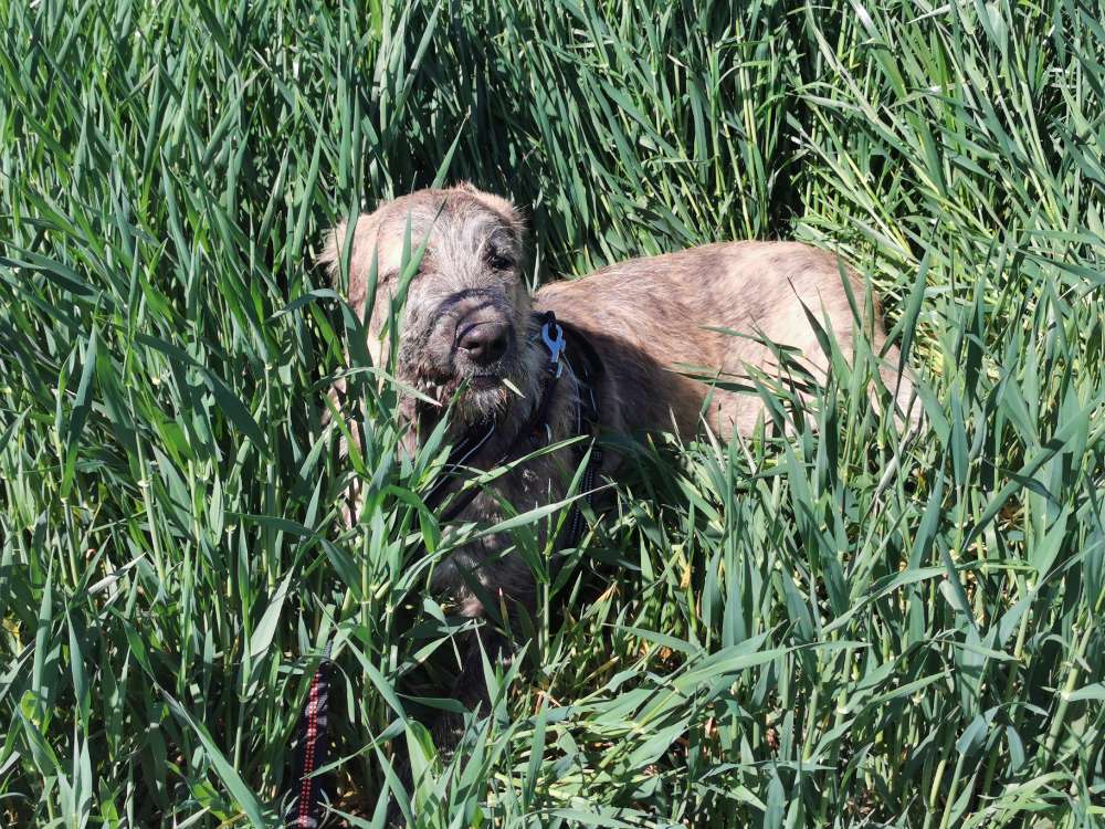 Hundetreffen-Suche Spielrunde-Profilbild