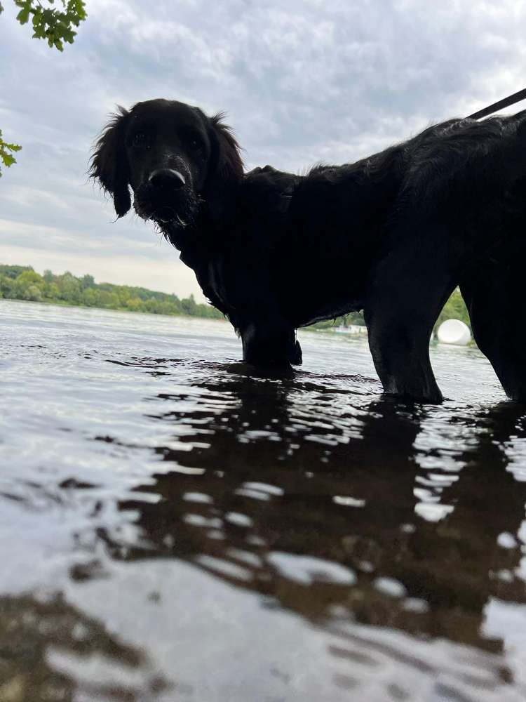 Hundetreffen-Gassifreunde in Meiderich u.U. gesucht-Profilbild