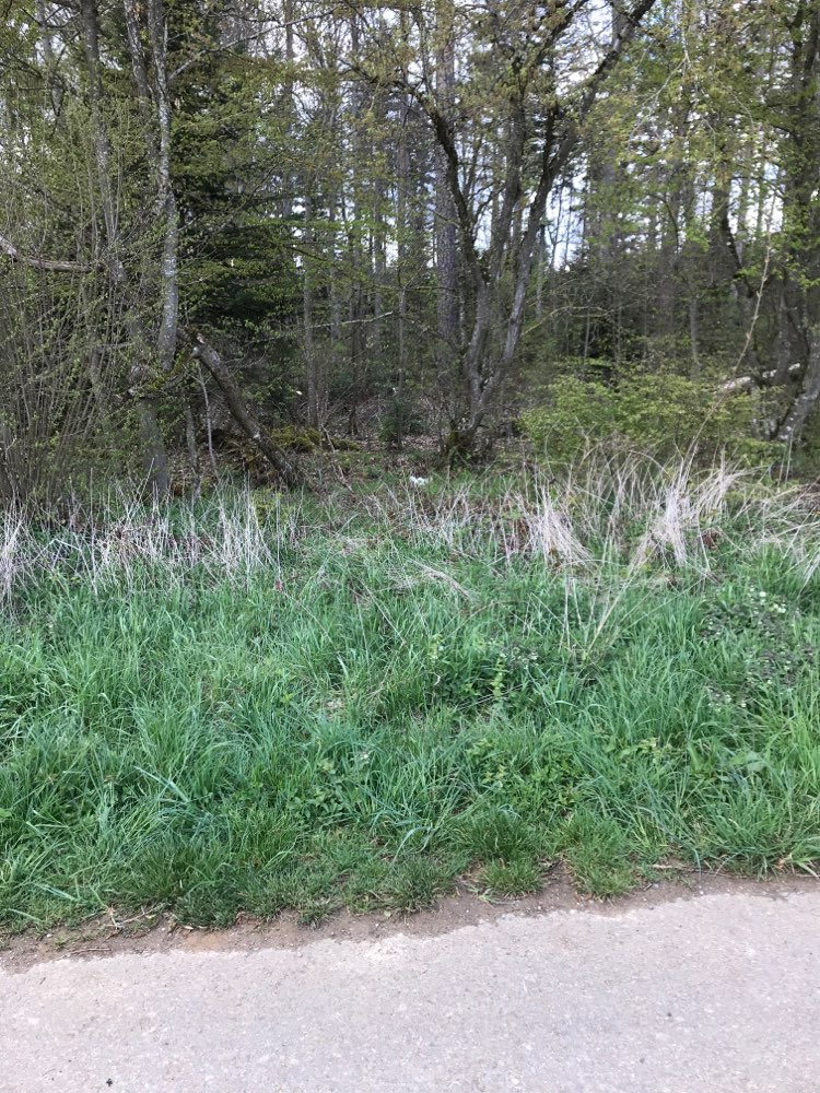 Giftköder-Totes Huhn am Waldrand-Profilbild