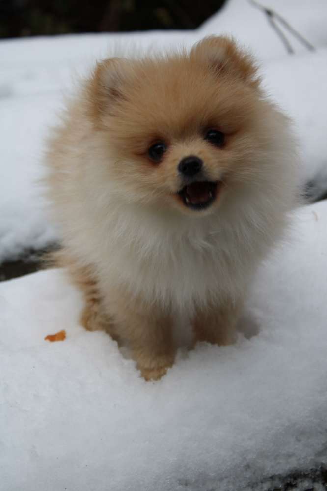 Hundetreffen-Gassi und spielen-Profilbild