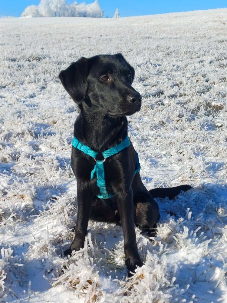 Hundetreffen-Toben und Spielen-Profilbild