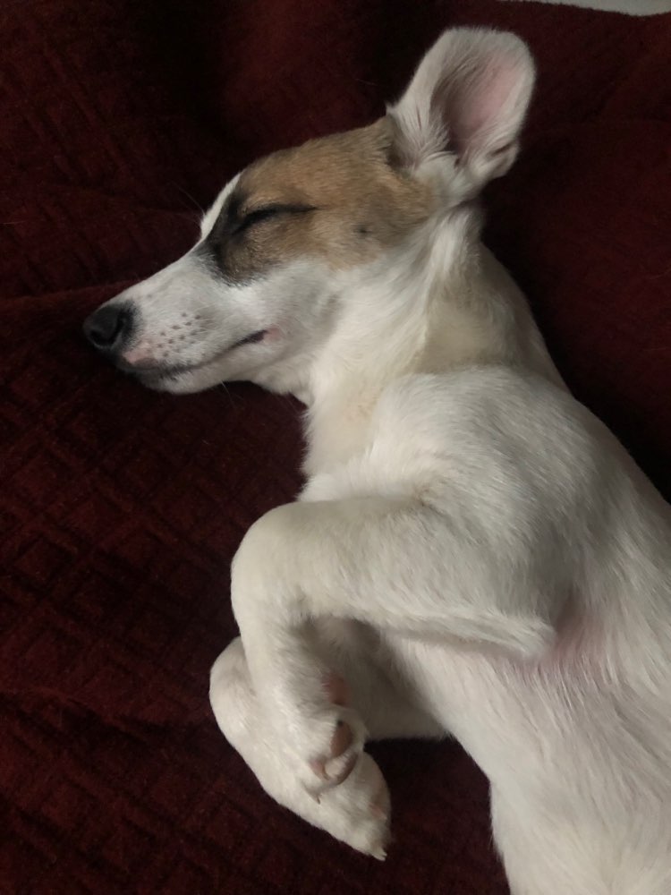 Hundetreffen-Welpen-/Junghund Treffen in Bonn Beuel-Profilbild