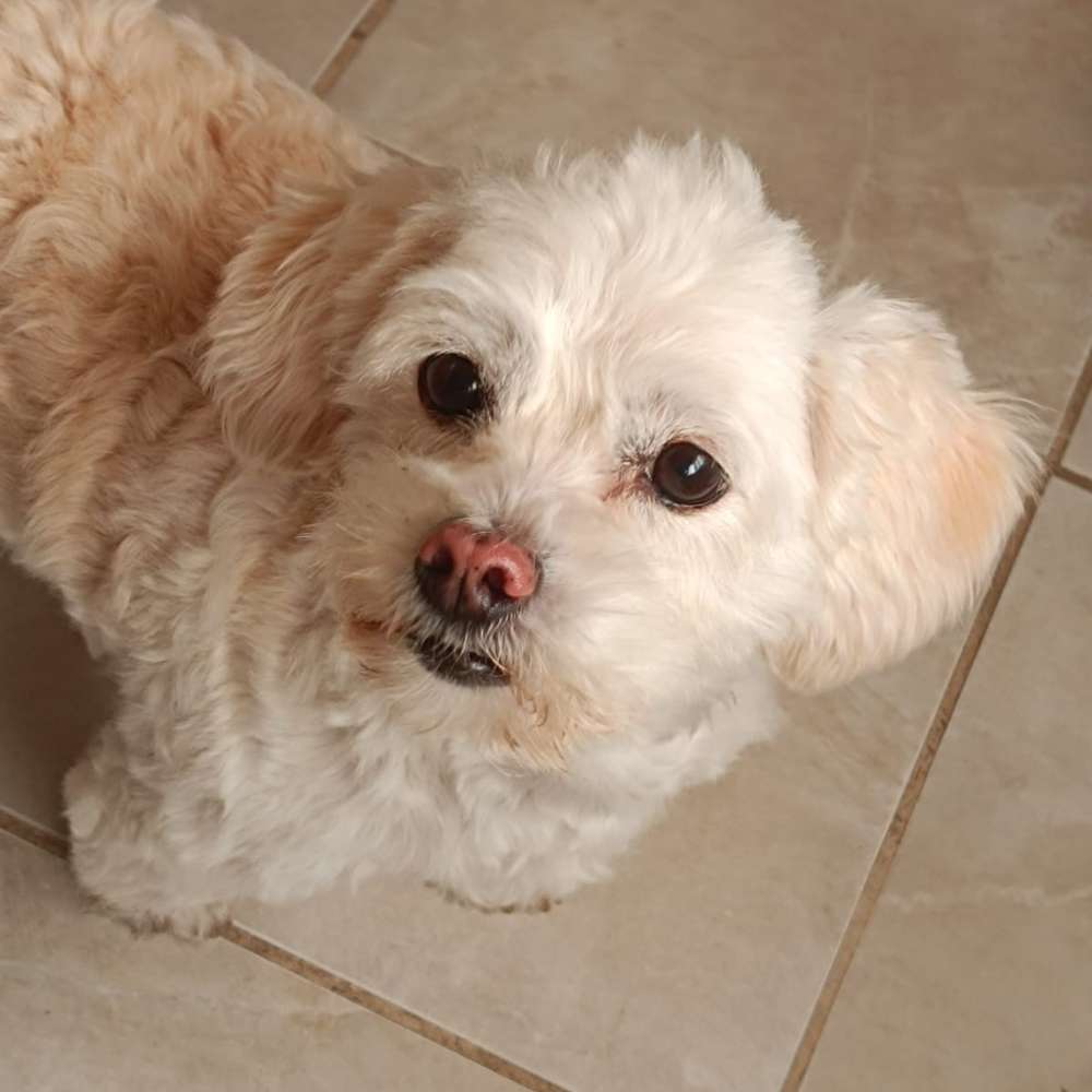 Hundetreffen-Gassigehfreunde gesucht-Profilbild