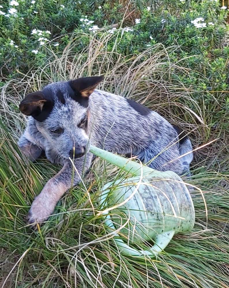 Hundetreffen-Welpentreffen,-Profilbild
