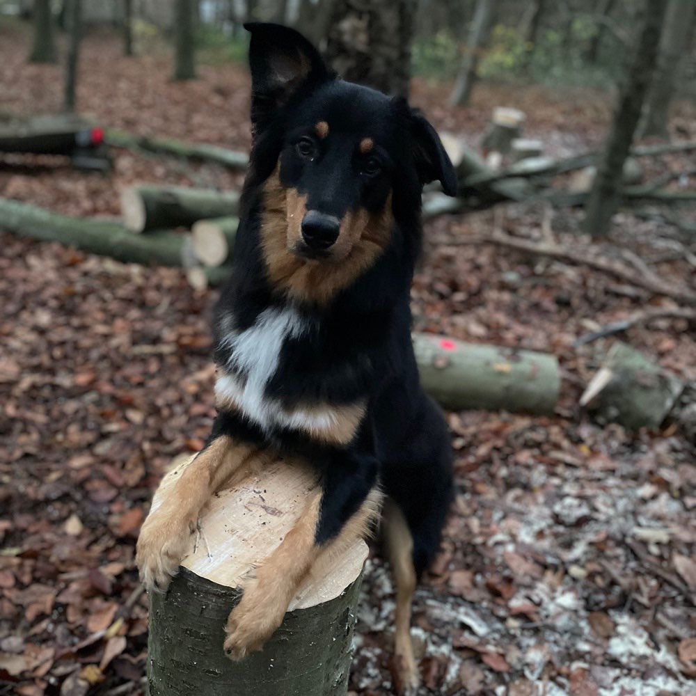 Hundetreffen-Playdate Junghunde-Profilbild