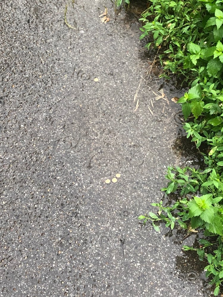 Giftköder-Ausgelegte Drops-Profilbild