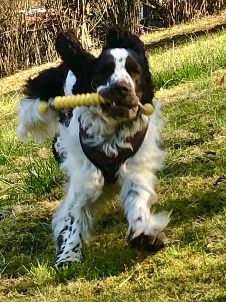 Hundetreffen-Spaziergänge und Arbeiten-Profilbild