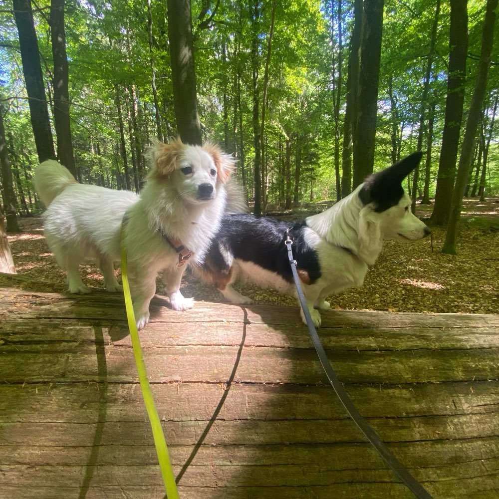 Hundetreffen-Zusammen souverän werden-Profilbild