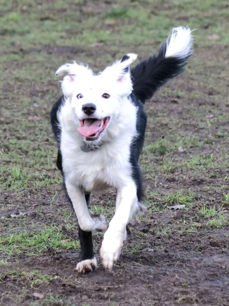 Hundetreffen-Treffen zu spielen-Profilbild