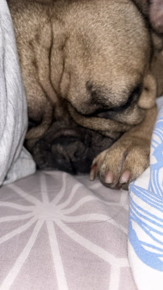 Hundetreffen-Hugo meine französische Bulldogge sucht einen/ eine Gleichgesinnten zum spazieren, toben-Profilbild