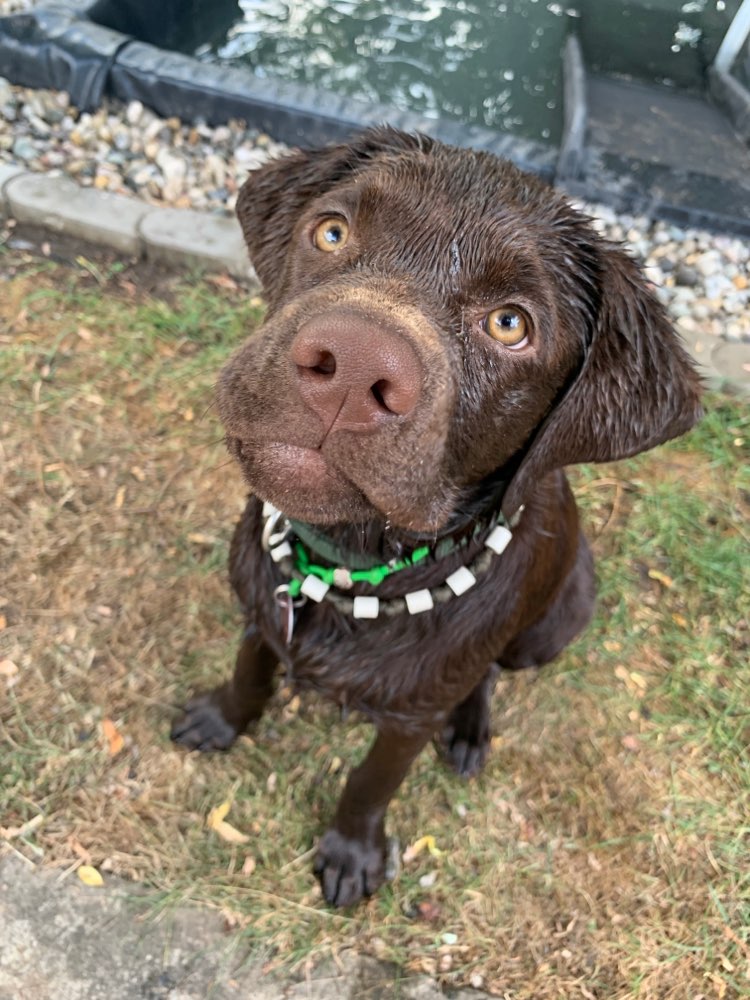 Hundetreffen-Welpen und Junghunde-Profilbild