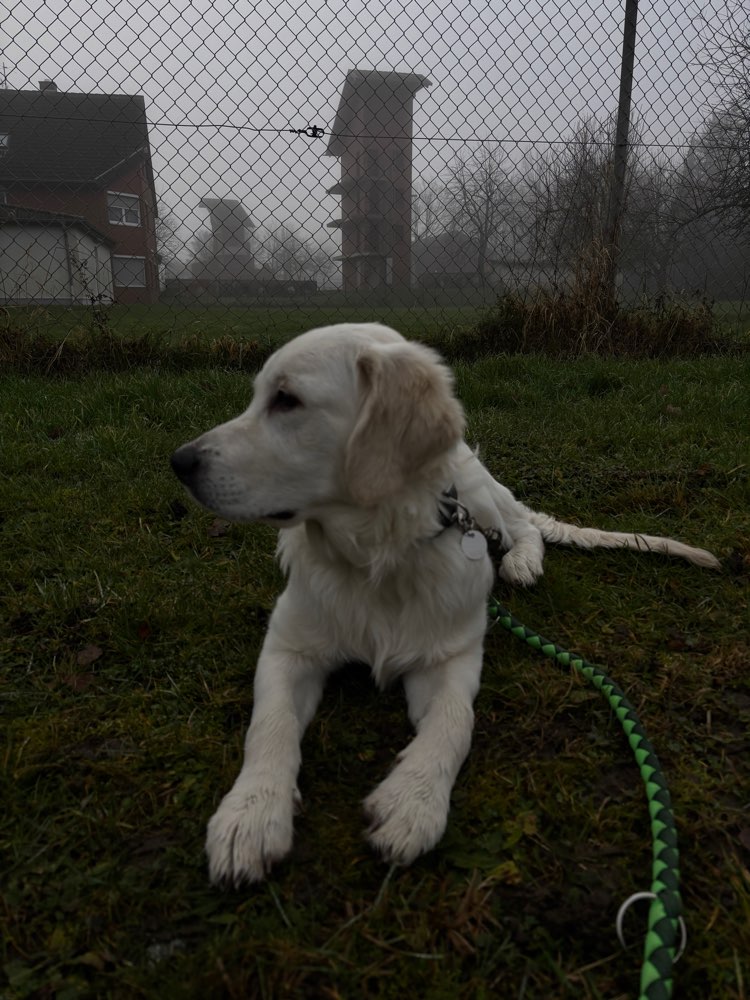 Hundetreffen-Spielrunde-Profilbild