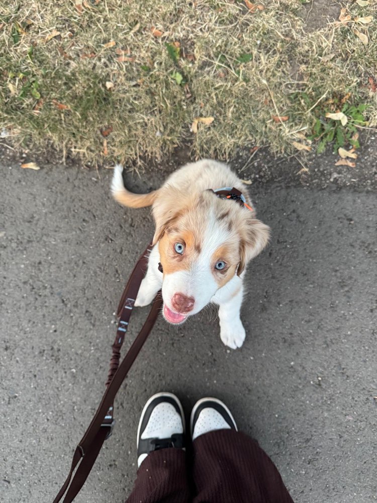 Hundetreffen-Welpenfreunde gesucht-Profilbild