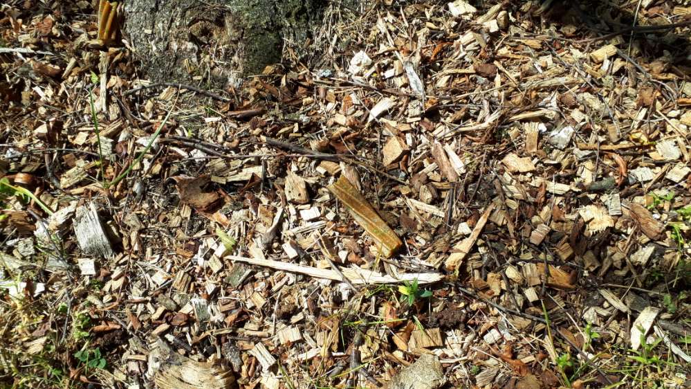 Giftköder-Zahnputzstangen mit grünen Flecken-Profilbild