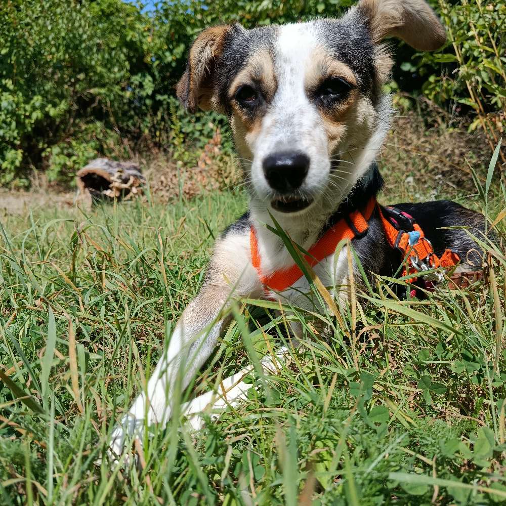 Hundetreffen-Gassirunde in Hiltrup-Profilbild