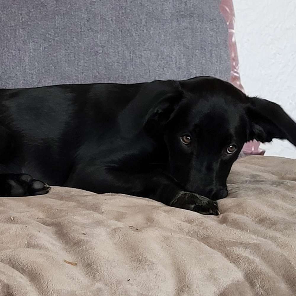 Hundetreffen-Spiel und Spaß-Profilbild