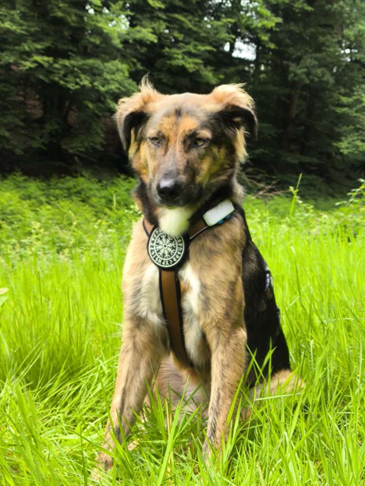 Hundetreffen-Spielen für Lauffreudige und Spazieren-Profilbild