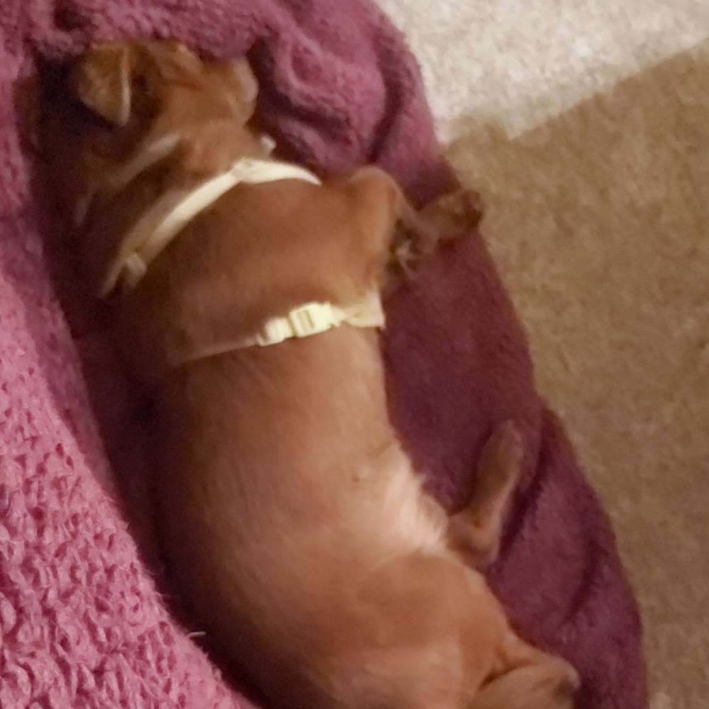 Hundetreffen-Hundetreff-Profilbild