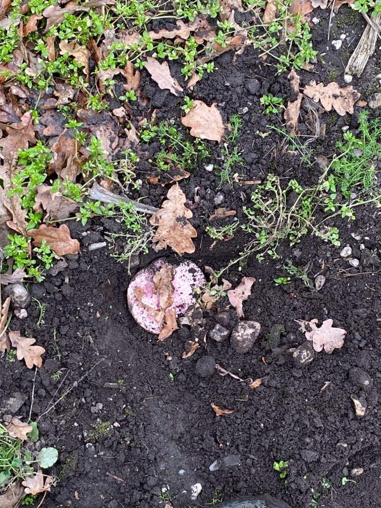 Giftköder-ENTWARNUNG: Wurst-Scheiben auf Feld-Profilbild