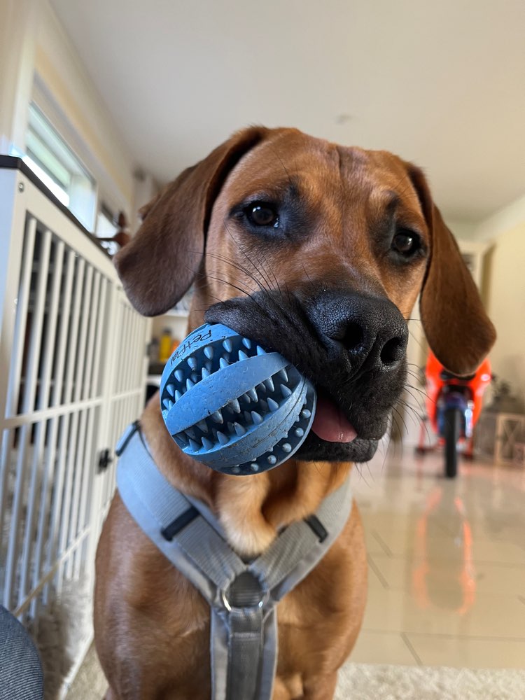 Hundetreffen-Gemeinsames spazieren oder toben auf dem Hundeplatz🎉-Profilbild