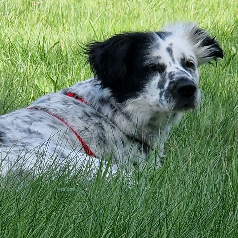 Hundetreffen-Gassi treffen-Profilbild