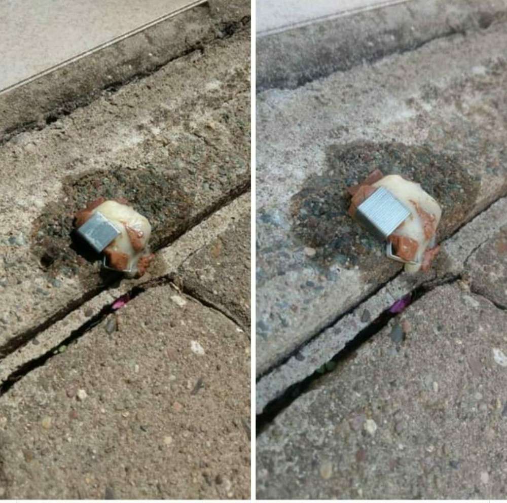 Giftköder-Giftköder-Profilbild