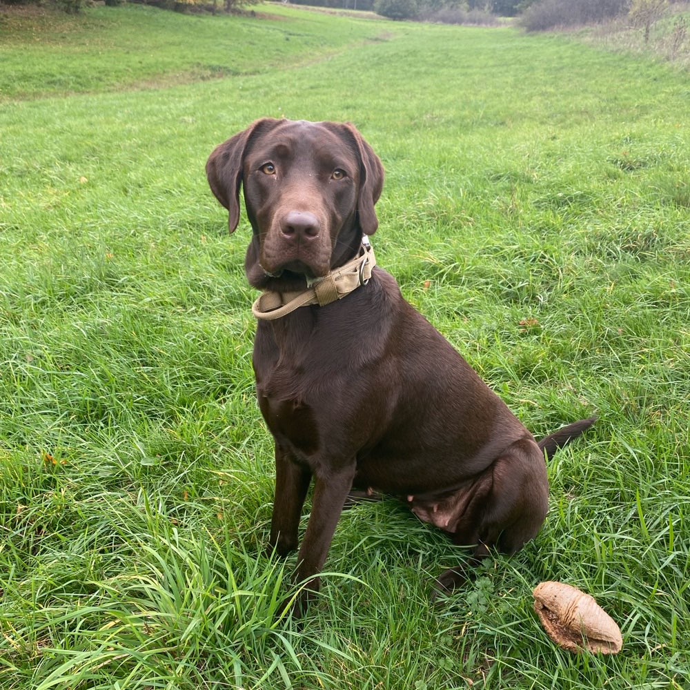 Hundetreffen-Spielkamerad gesucht-Profilbild