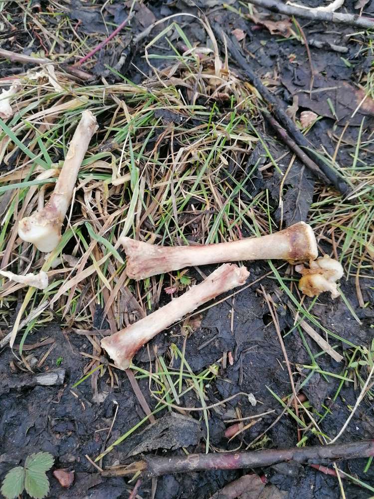 Giftköder-Haufenweise gekochte Hühnerknochen-Profilbild