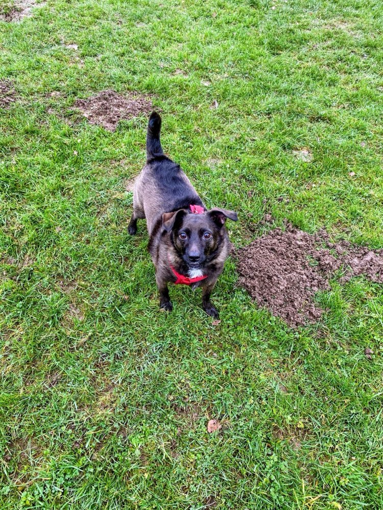 Hundetreffen-Spielfreunde gesucht kleine bis mittelgroße Hunde-Profilbild