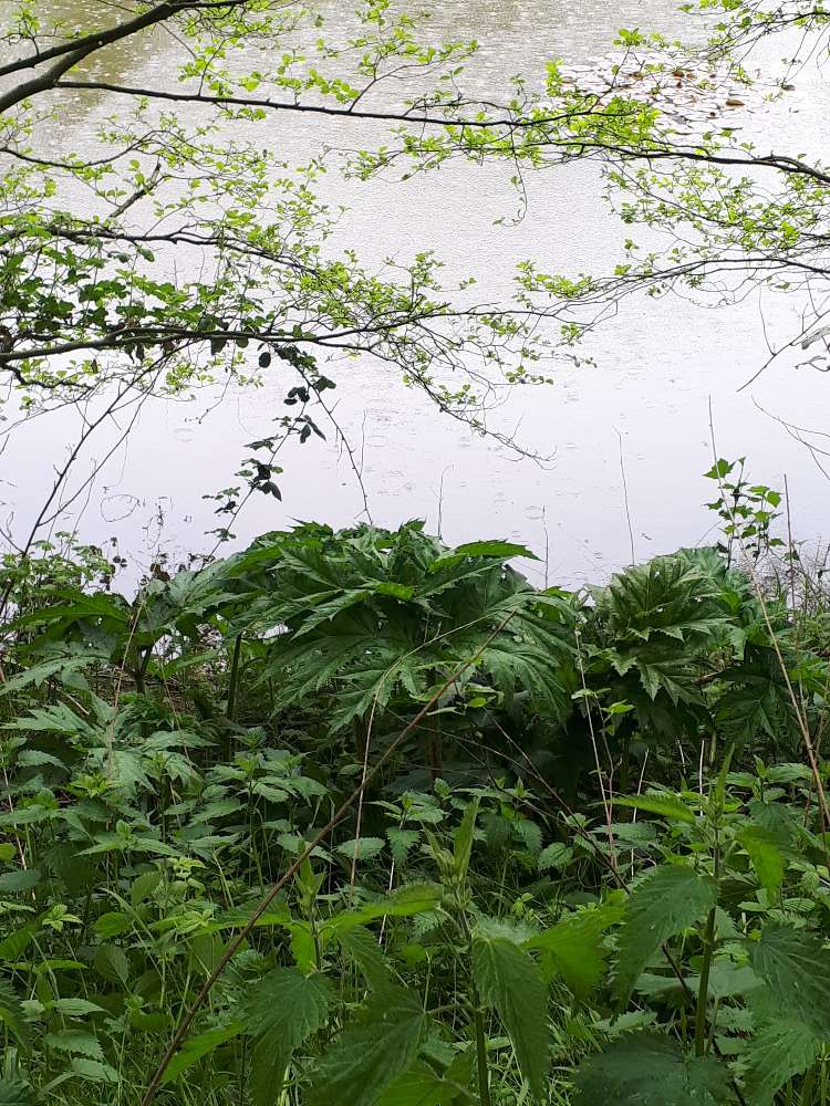 Giftköder-Bärenklau-Profilbild