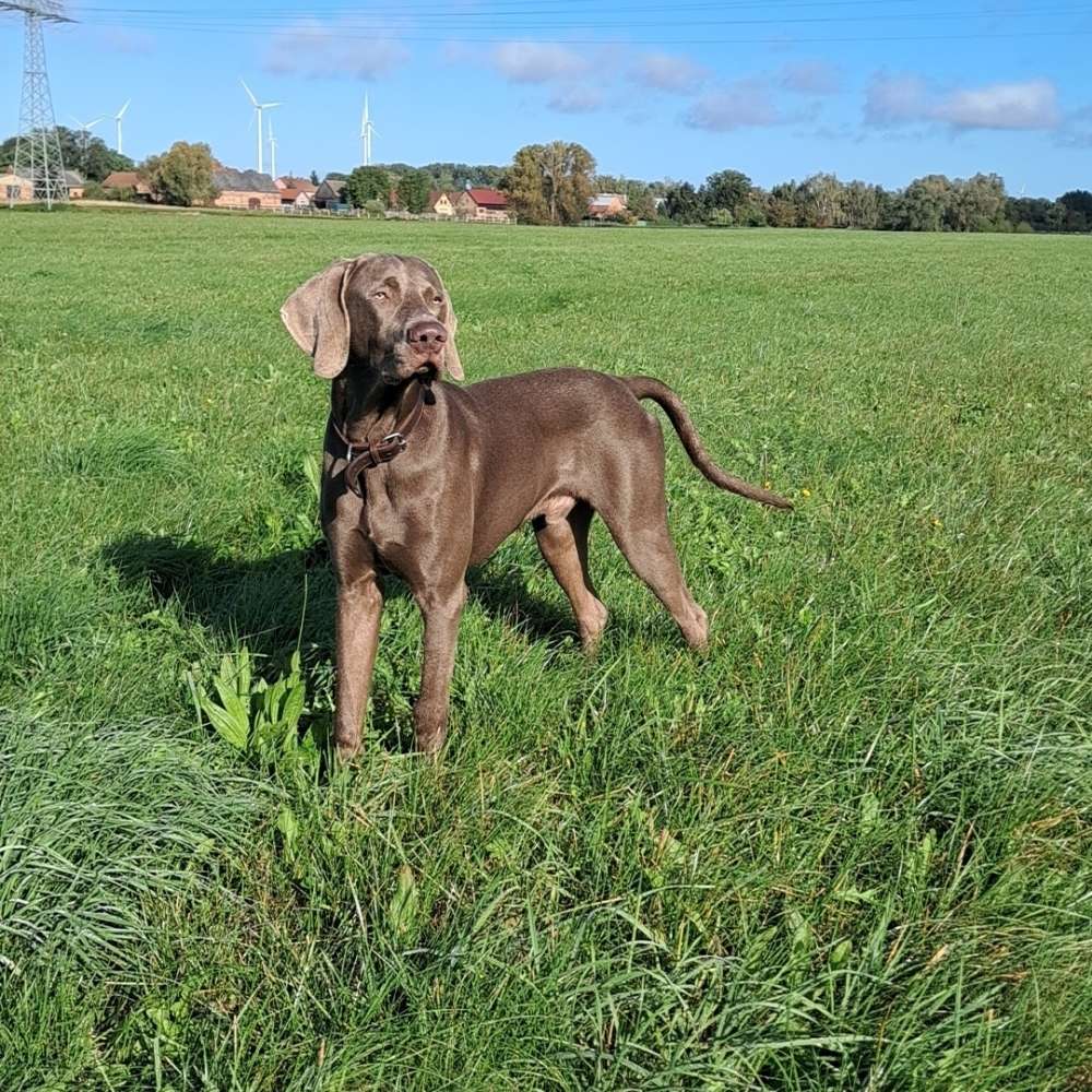 Hundetreffen-Trainings Hilfe-Profilbild