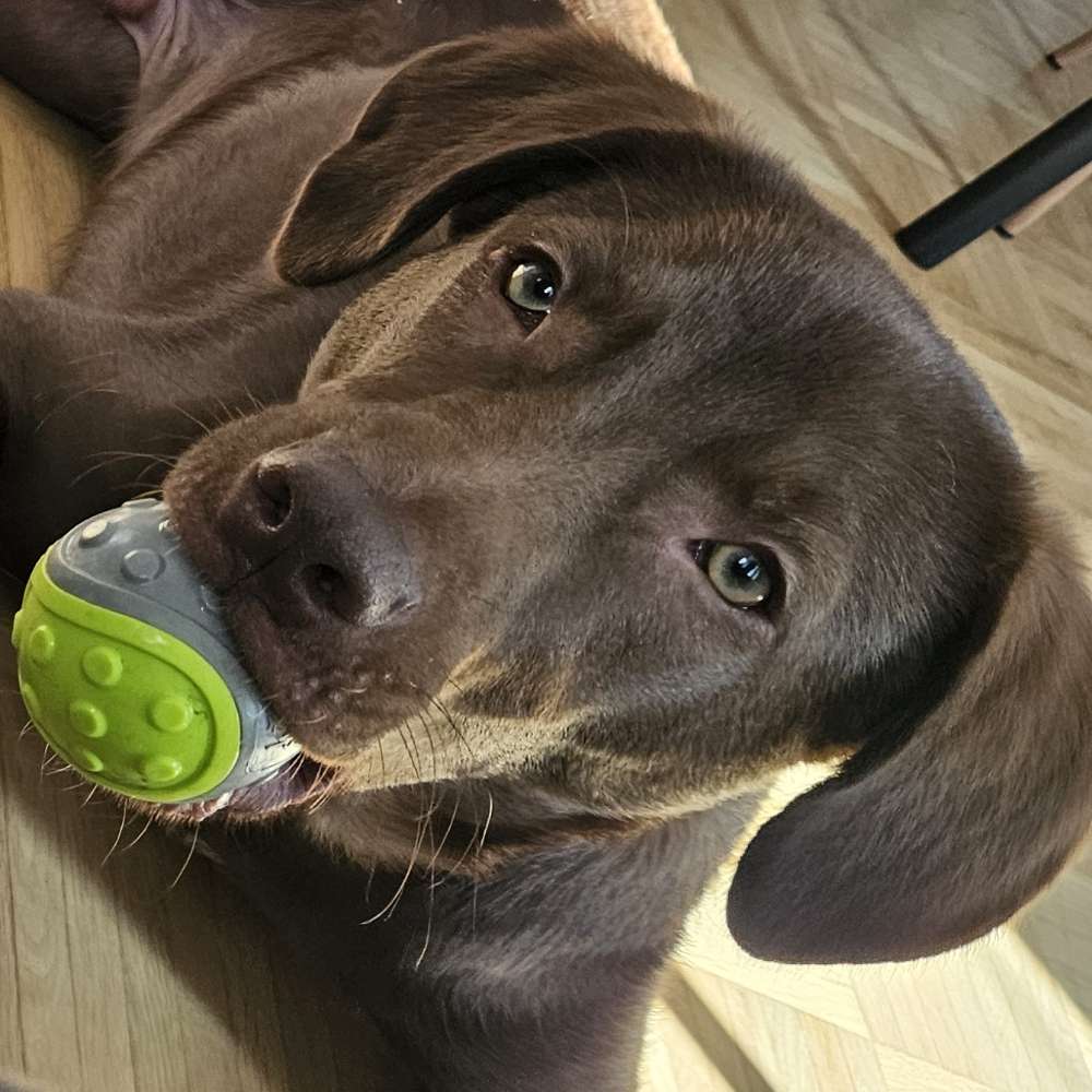 Hundetreffen-Gemeinsame Spaziergänge, Spielfreunde, Trainingspartner gesucht-Profilbild