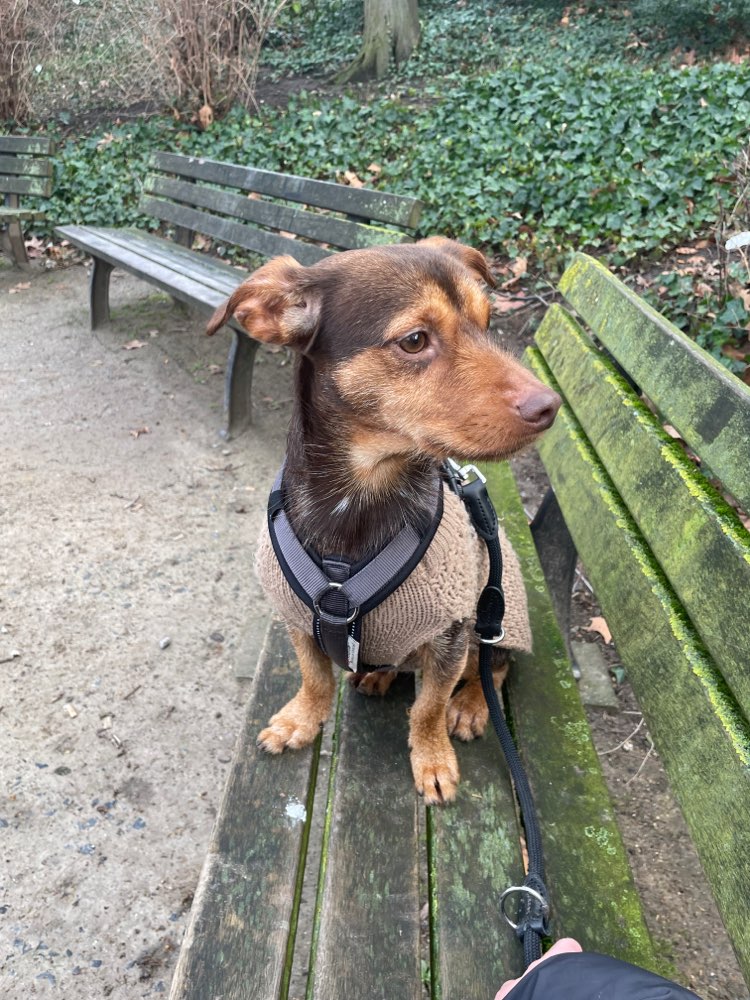 Hundetreffen-Gassi-/Trainingspartner gesucht-Profilbild