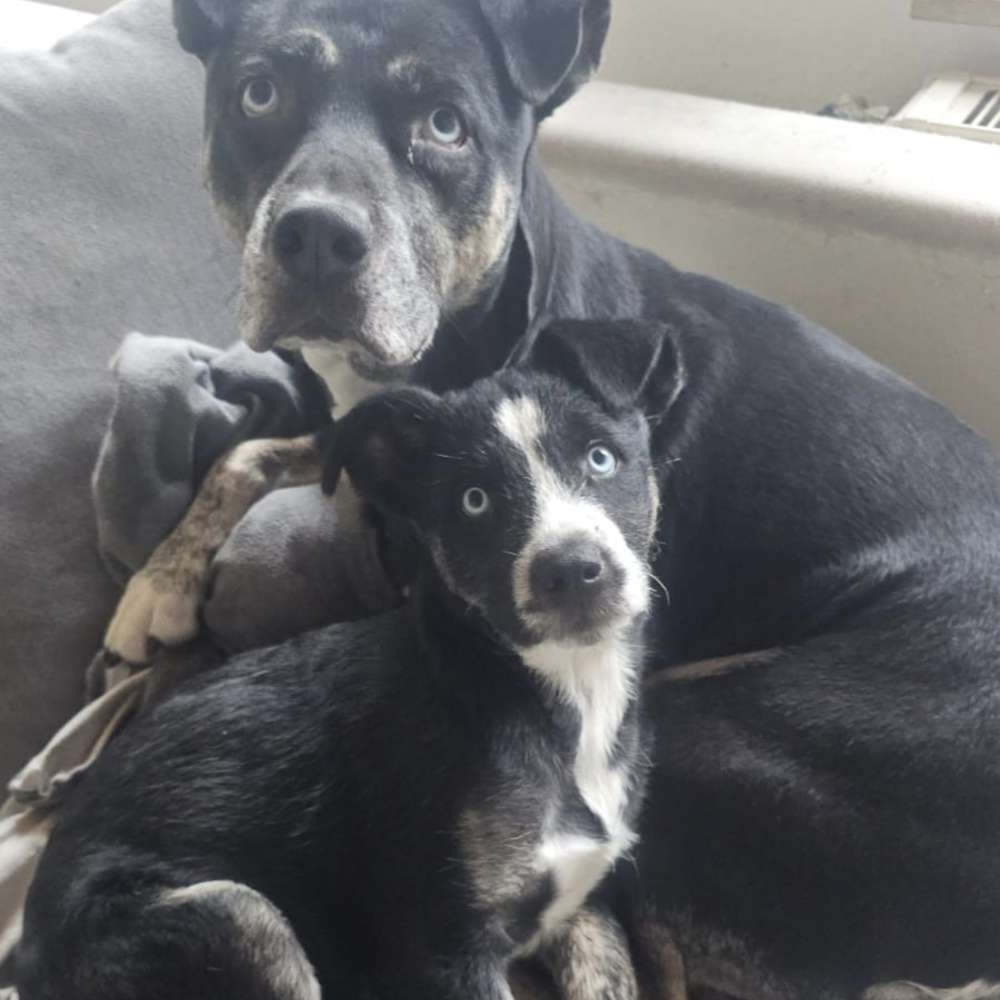 Hundetreffen-Welpentreff Hörde und Umgebung-Profilbild