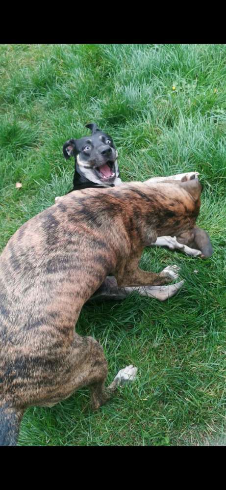 Hundetreffen-Mittelgroß und Hight Power-Profilbild