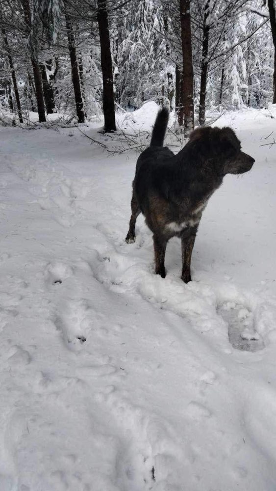 Hundetreffen-Gassi runde-Profilbild