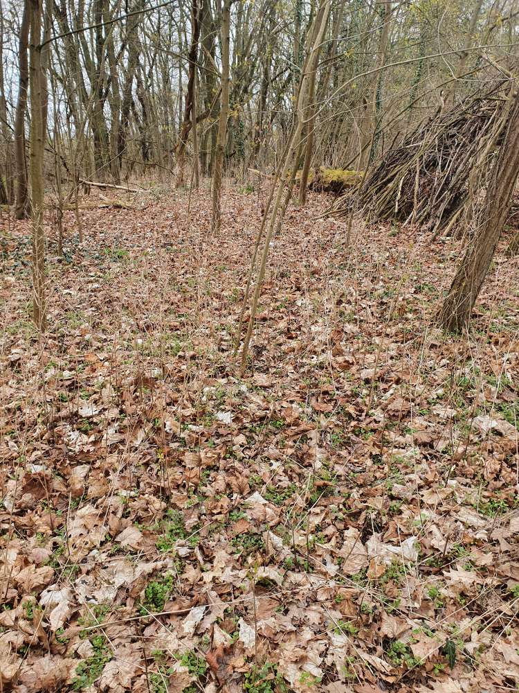 Giftköder-Evtl. Giftköder-Profilbild