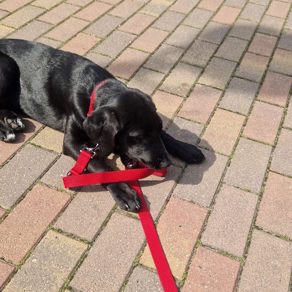 Hundetreffen-Spielpartner gesucht-Profilbild