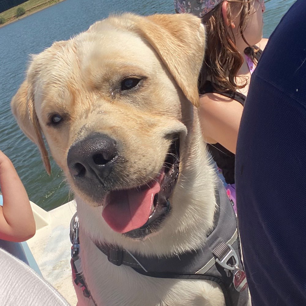 Hundetreffen-Spielen und Gassi gehen-Profilbild