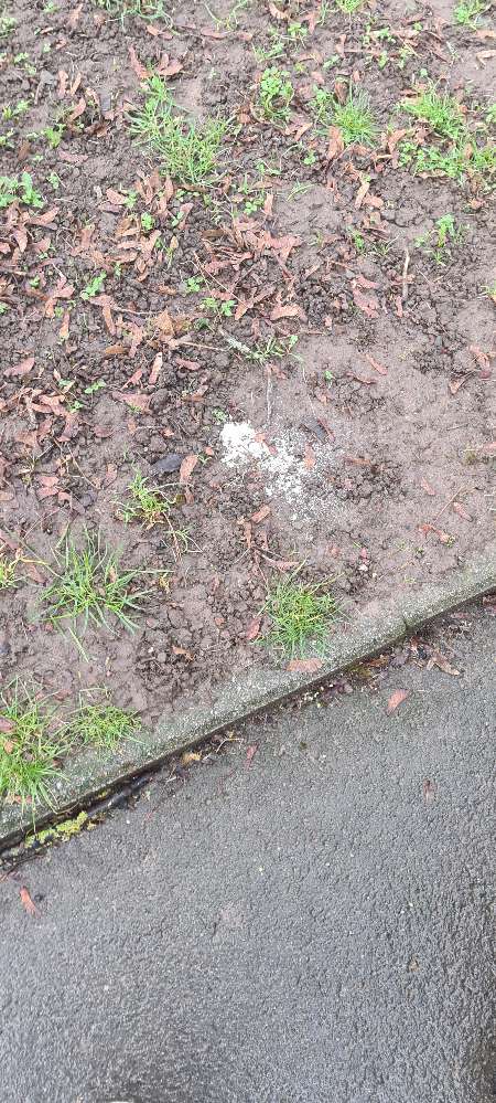 Giftköder-Weiß Gelbes Pulver-Profilbild