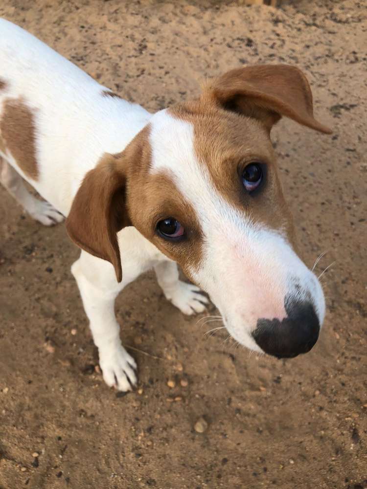 Hundetreffen-Welpentreff-Profilbild