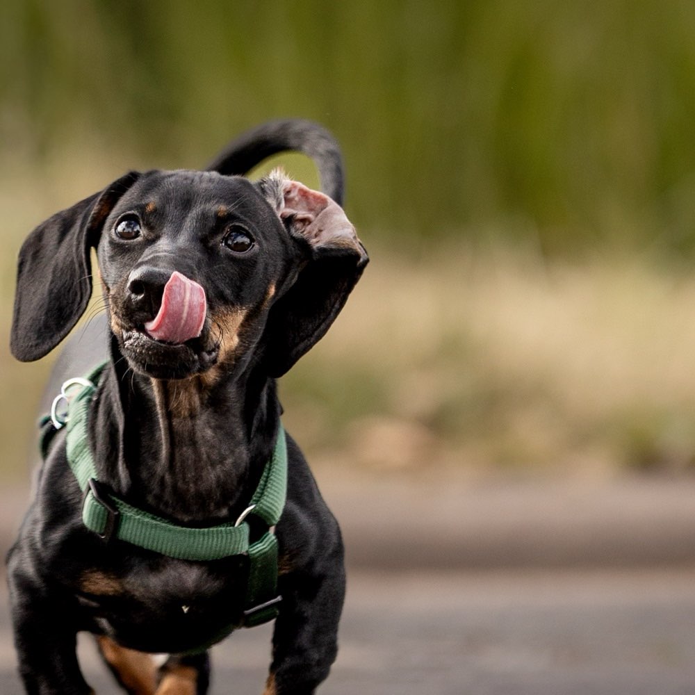 Hundetreffen-Gassi Treffen-Profilbild