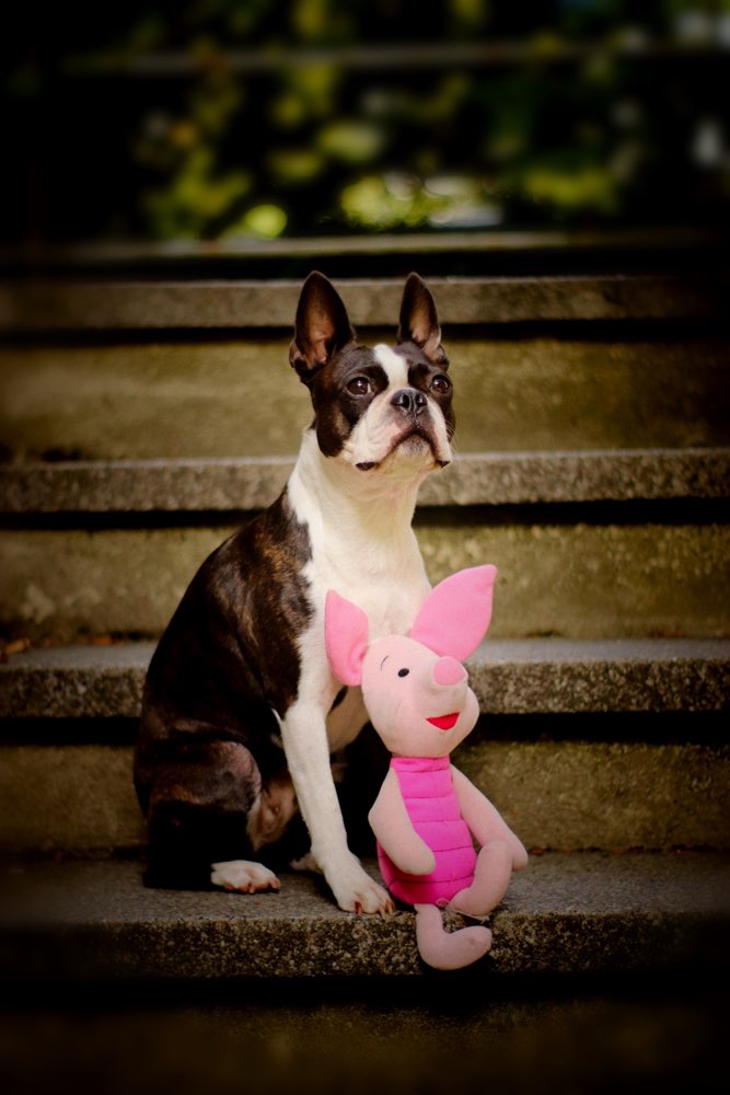 Hundetreffen-Gassi in der Weststadt-Profilbild