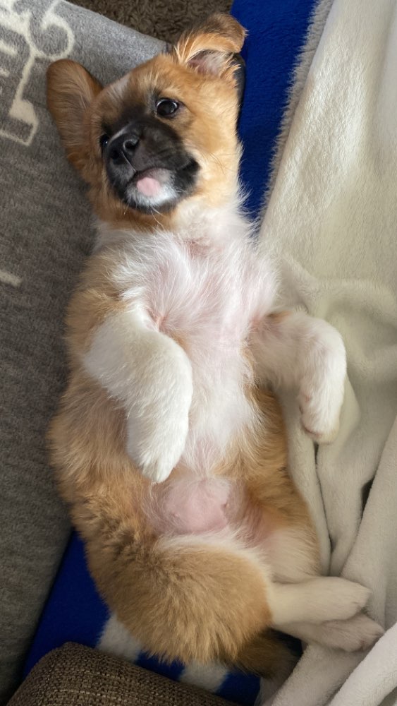 Hundetreffen-Gemeinsames Spielen 🐶-Profilbild