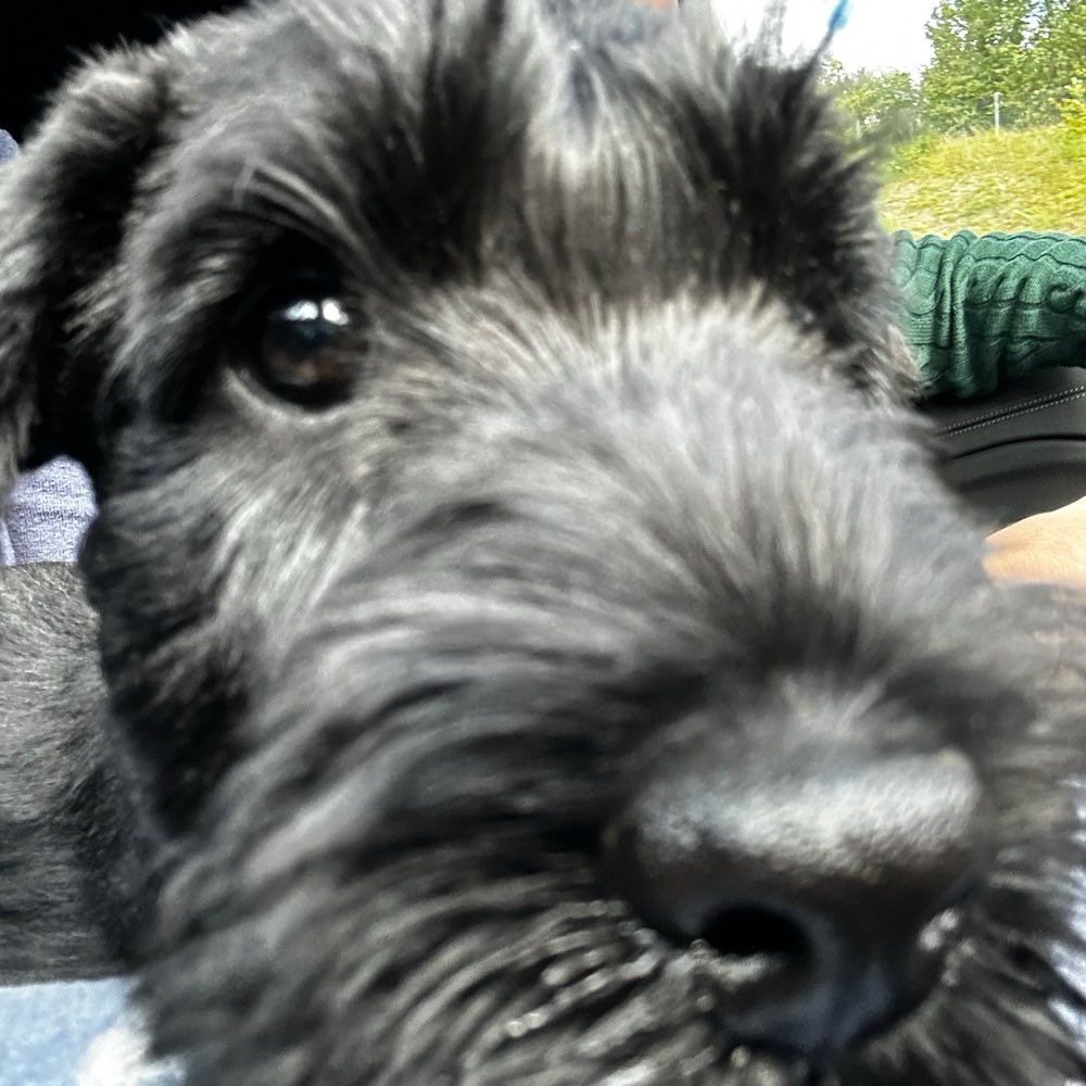 Hundetreffen-Welpentreffen Lehel-Profilbild