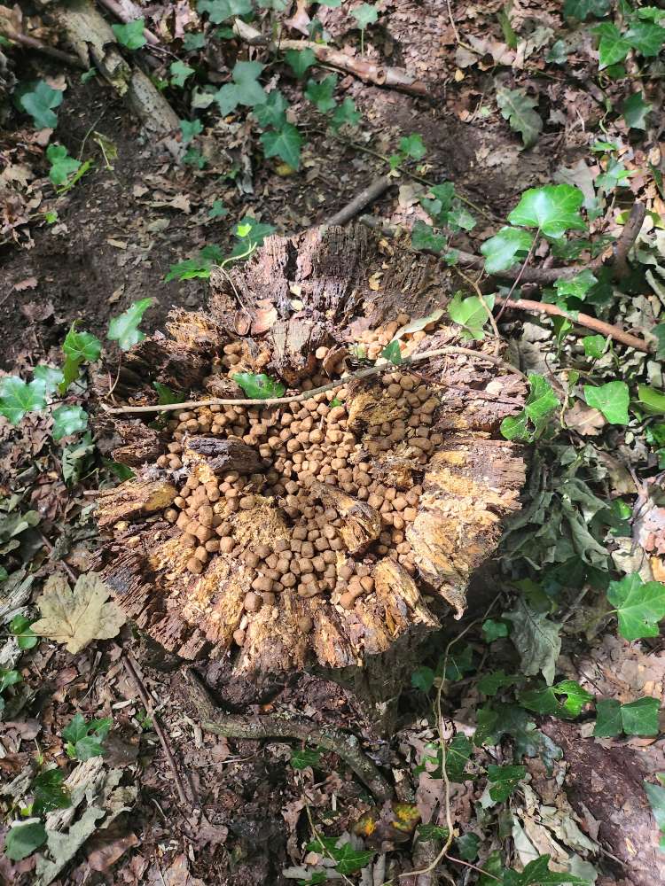 Giftköder-Trockenfutter ausgelegt - Bolmke-Profilbild