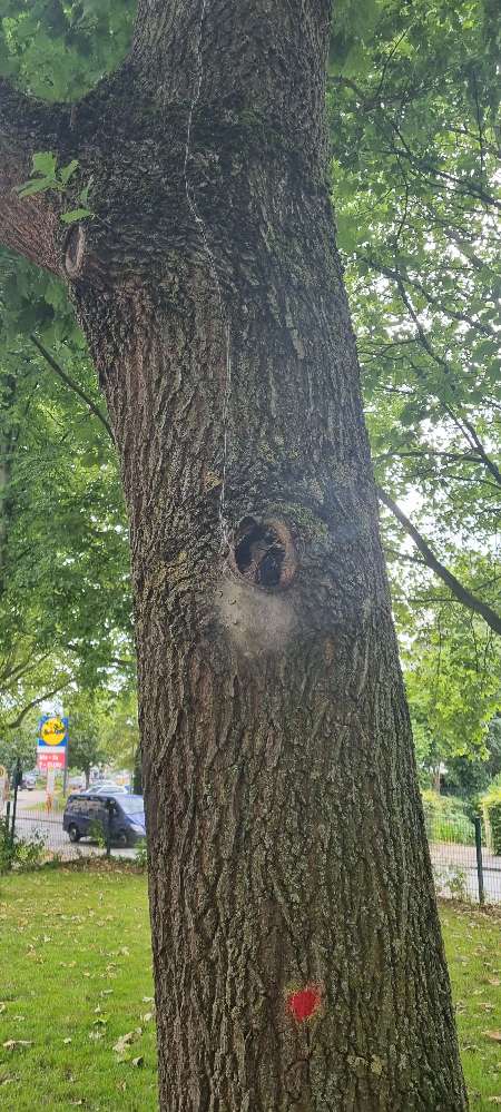 Giftköder-Eichenprozessionspinner-Profilbild