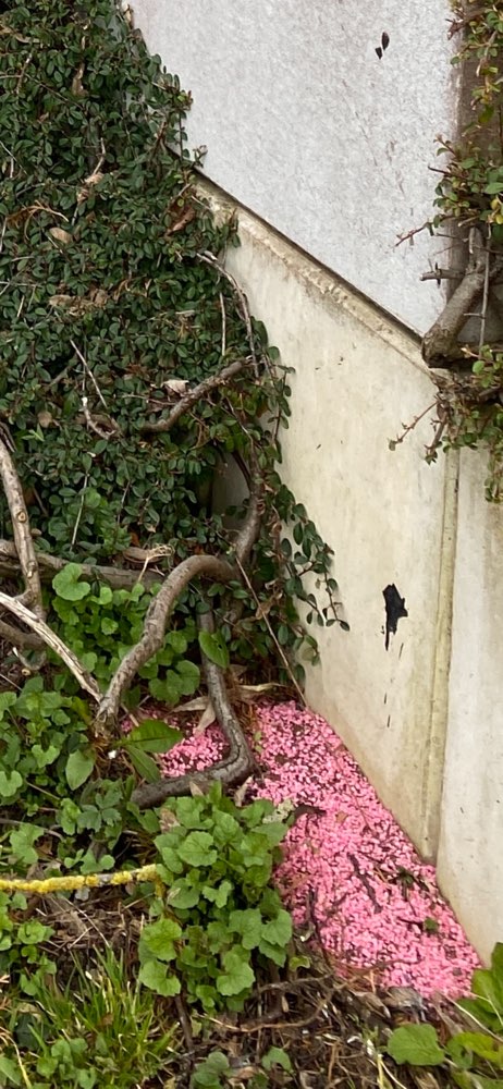 Giftköder-Rattengift !!!-Profilbild