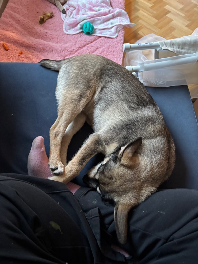 Hundetreffen-Welpentreff Nähe Forchheim-Profilbild